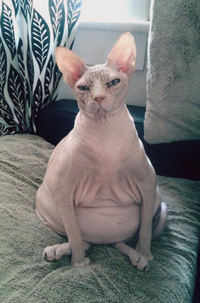 16 animais que foram pegos em seus piores momentos 8