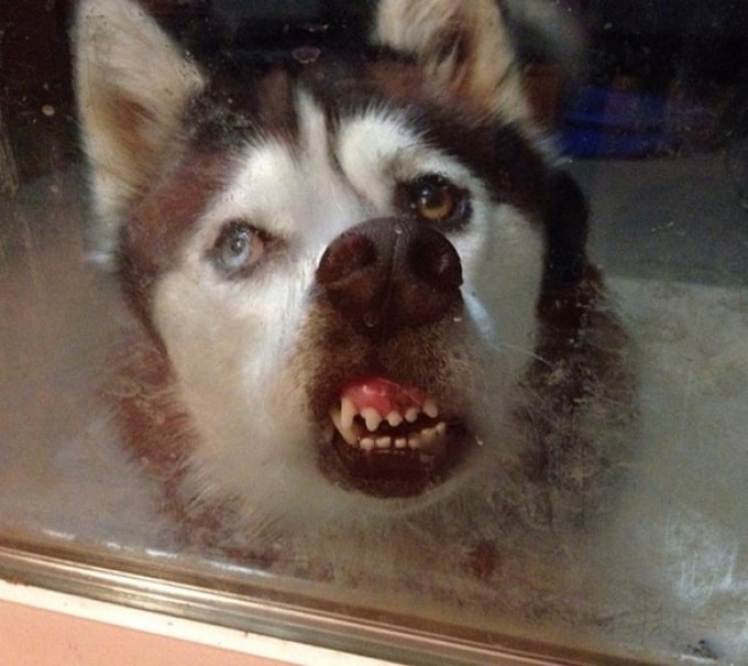 16 animais que foram pegos em seus piores momentos 11