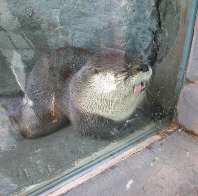 16 animais que foram pegos em seus piores momentos 12