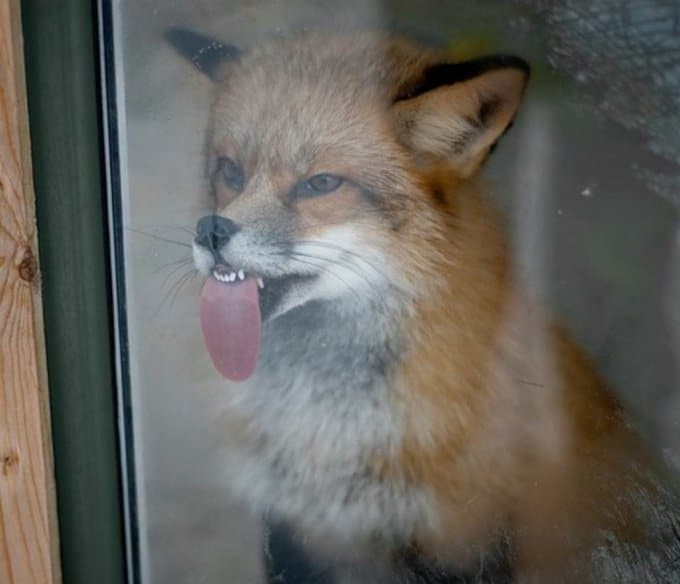 16 animais que foram pegos em seus piores momentos 14