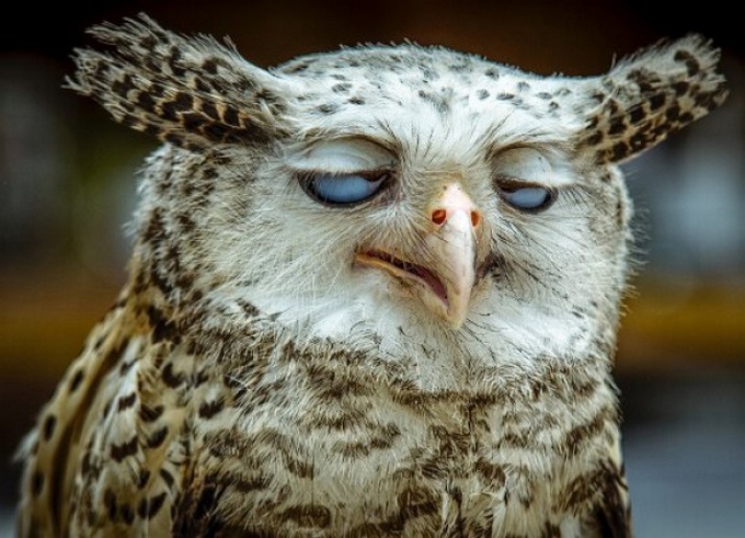 16 animais que foram pegos em seus piores momentos 16