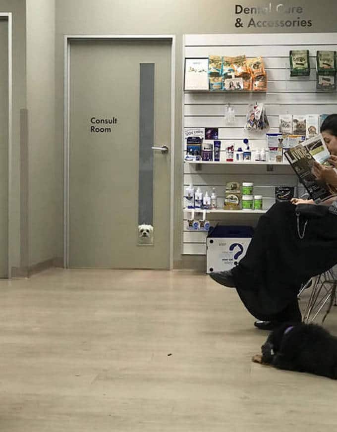 Cachorros realmente não gosta de ir ao veterinário (35 fotos) 6