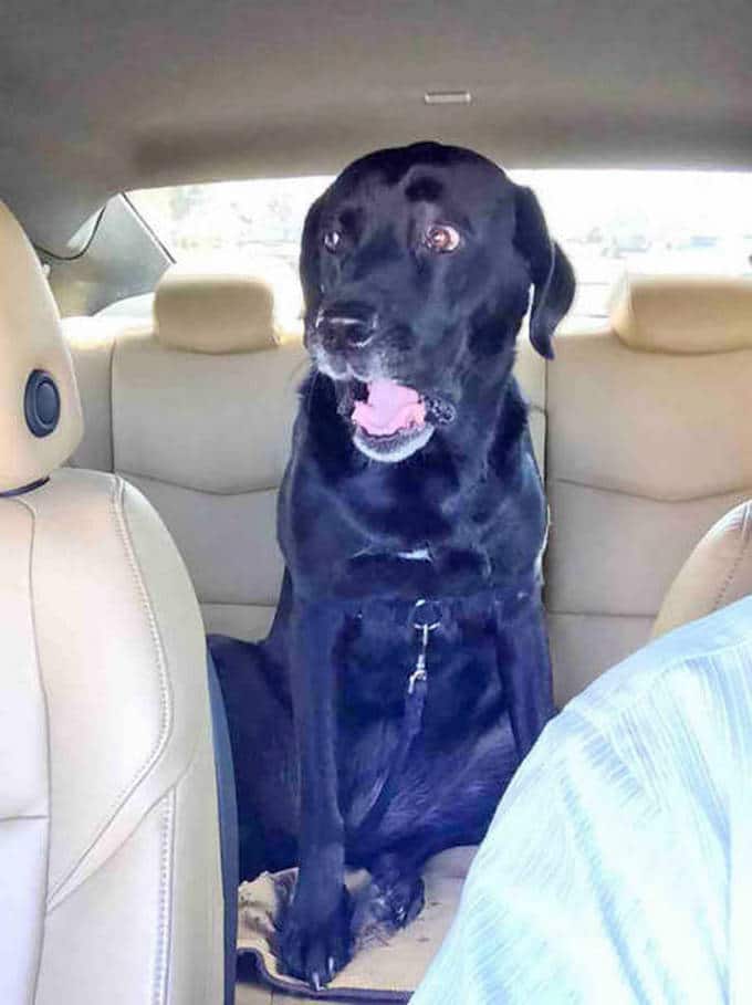 Cachorros realmente não gosta de ir ao veterinário (35 fotos) 7