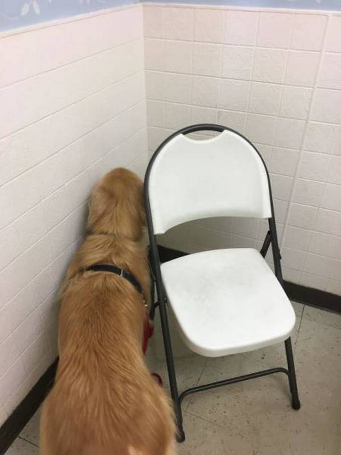 Cachorros realmente não gosta de ir ao veterinário (35 fotos) 14