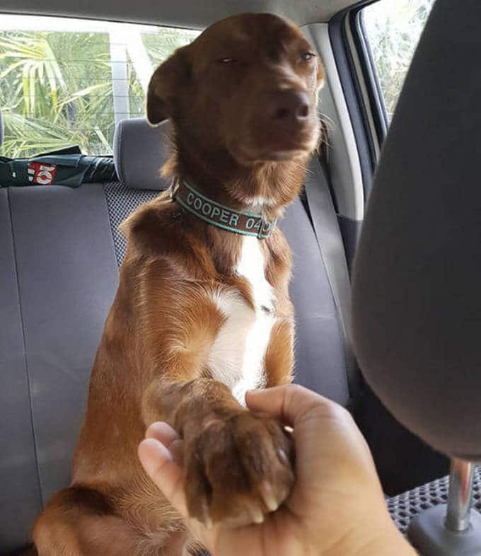 Cachorros realmente não gosta de ir ao veterinário (35 fotos) 20