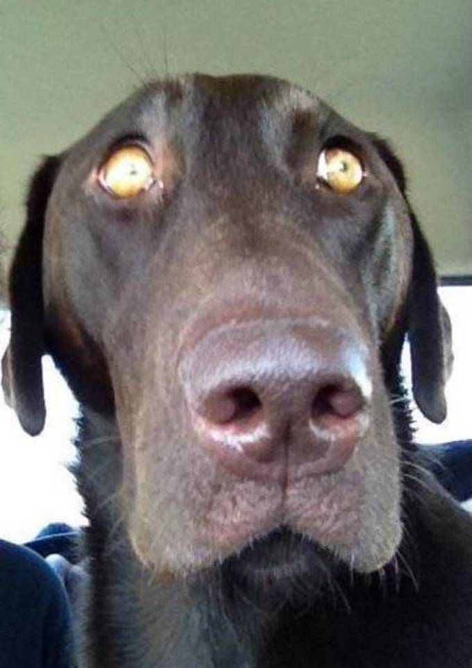 Cachorros realmente não gosta de ir ao veterinário (35 fotos) 21