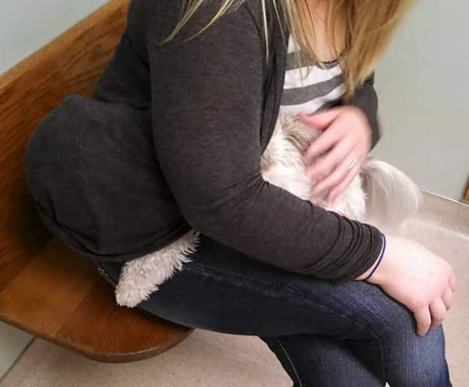 Cachorros realmente não gosta de ir ao veterinário (35 fotos) 22