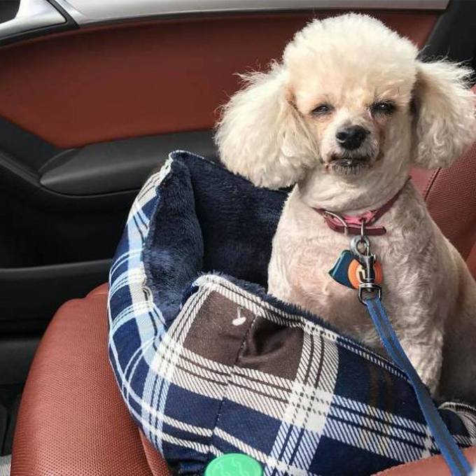 Cachorros realmente não gosta de ir ao veterinário (35 fotos) 23