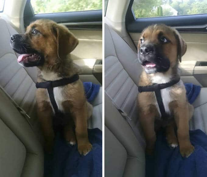 Cachorros realmente não gosta de ir ao veterinário (35 fotos) 25