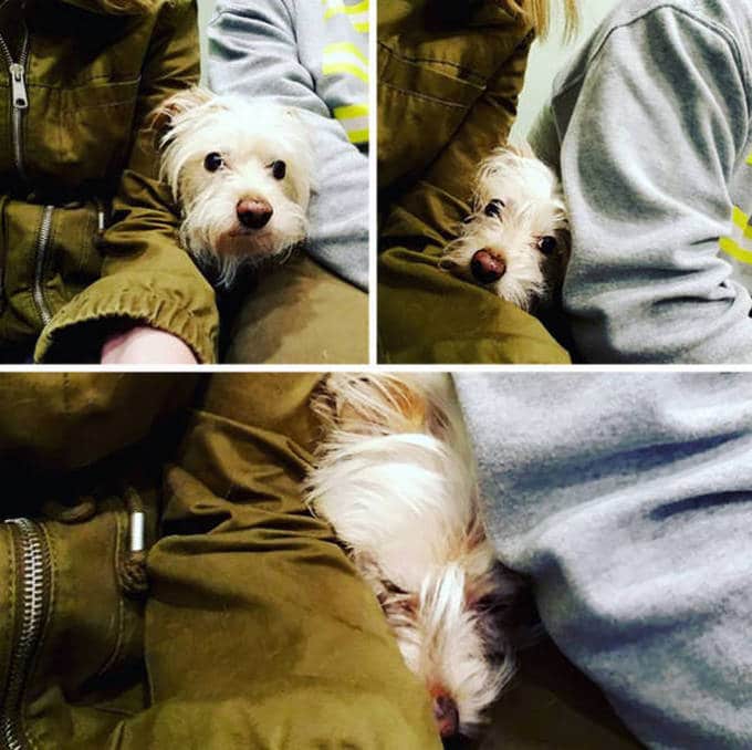 Cachorros realmente não gosta de ir ao veterinário (35 fotos) 28