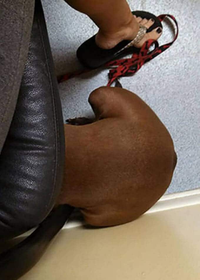 Cachorros realmente não gosta de ir ao veterinário (35 fotos) 31