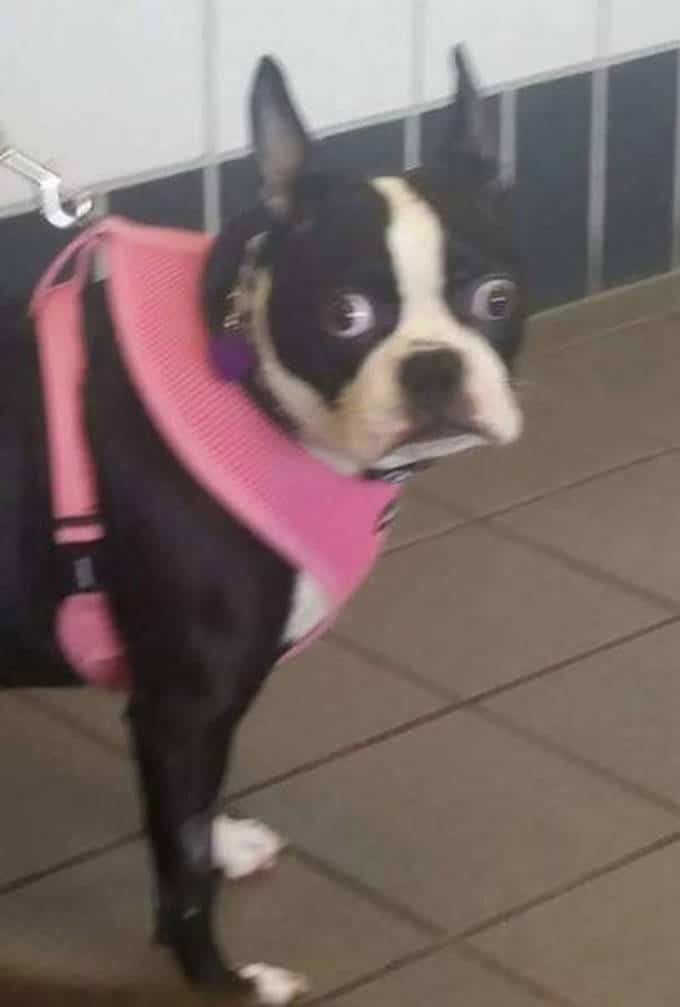 Cachorros realmente não gosta de ir ao veterinário (35 fotos) 33