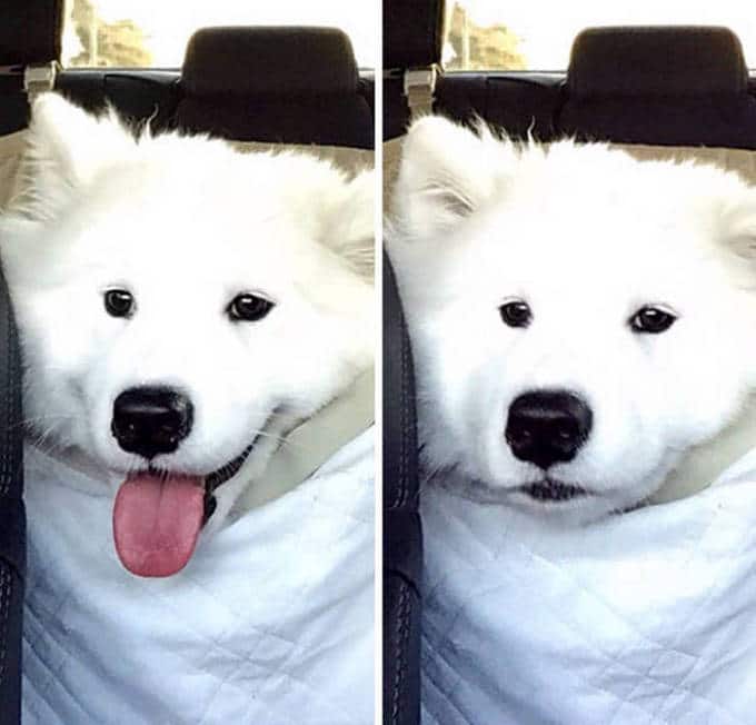 Cachorros realmente não gosta de ir ao veterinário (35 fotos) 34