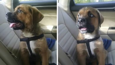 Cachorros realmente não gosta de ir ao veterinário (35 fotos) 19