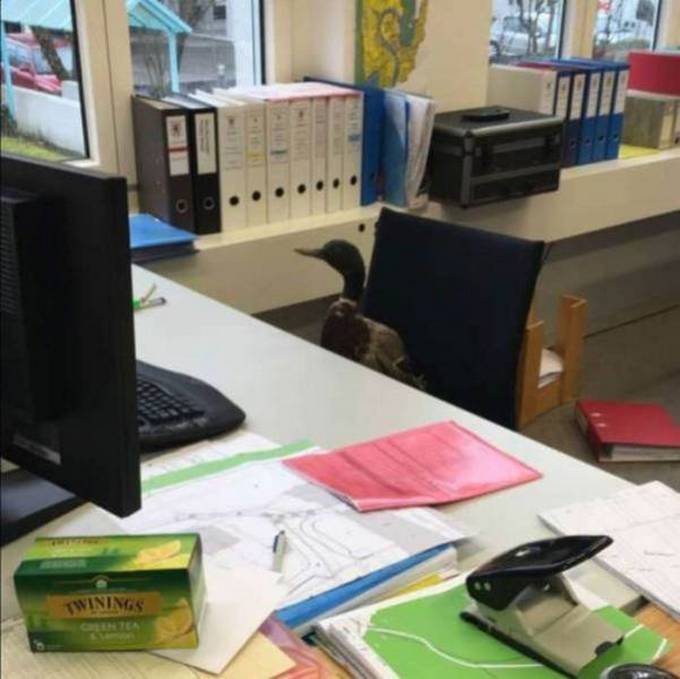 Diversão no trabalho (19 fotos) 13