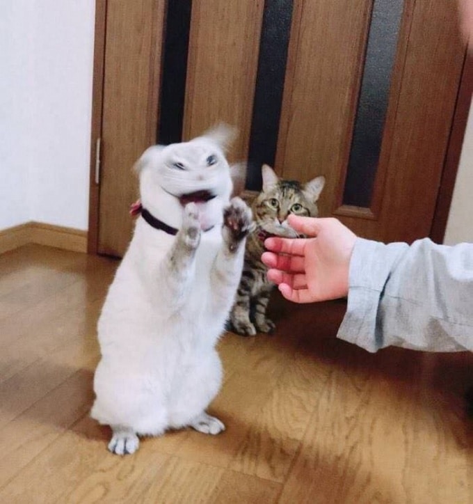 24 fotos desconfortável que levantam mais perguntas do que respostas 20