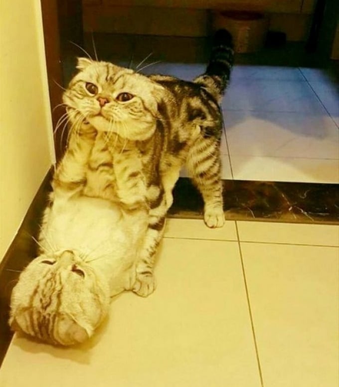 23 fotos enganosas, onde é difícil mostrar o que é realmente 17