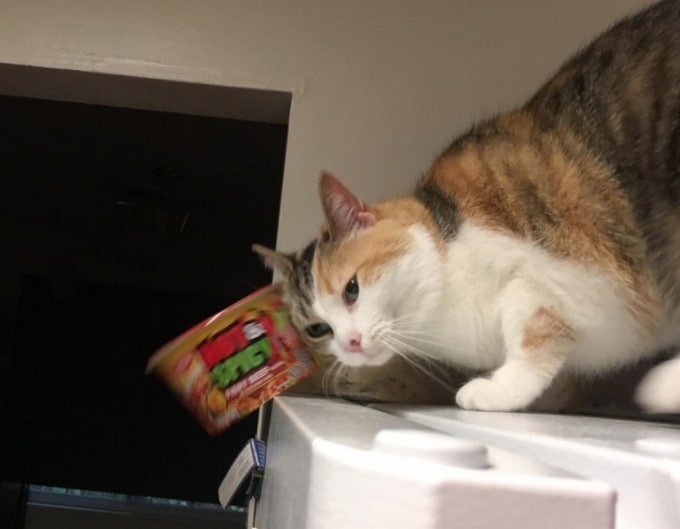 22 fotos hilariantes capturado no momento certo 2