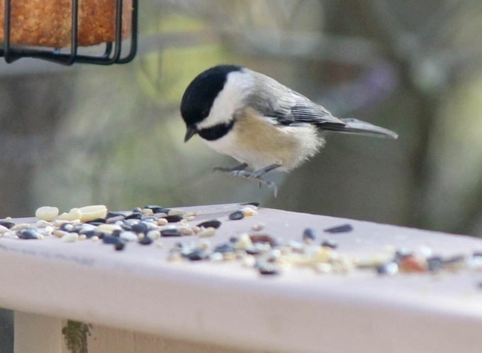 22 fotos hilariantes capturado no momento certo 16