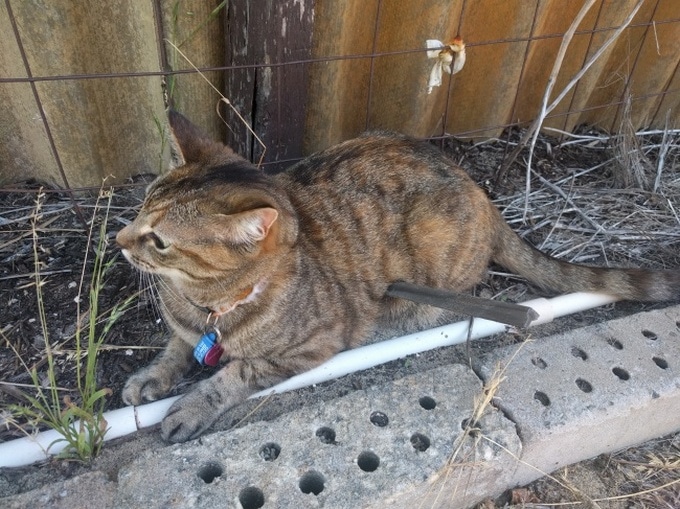 21 fotos que farão com que qualquer pessoa se sinta nervoso 20