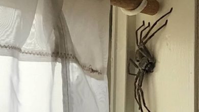 21 fotos que farão com que qualquer pessoa se sinta nervoso 6