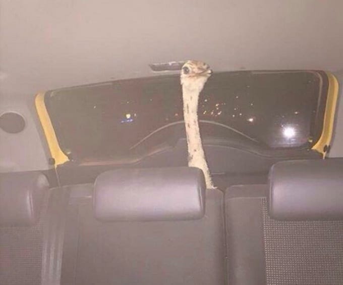 21 pessoas que não deveriam ter bebido 3