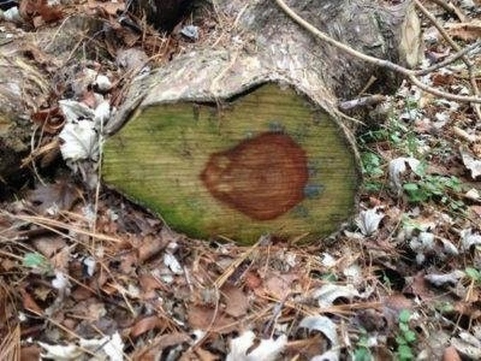 20 coisas que demonstram que seu cérebro só pensa em comida 2