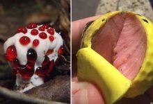 20 coisas que demonstram que seu cérebro só pensa em comida 14