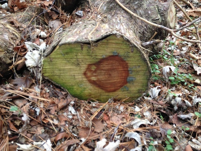 15 coisas que dominaram a arte de ninja da camuflagem 7