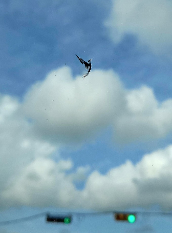 15 coisas que dominaram a arte de ninja da camuflagem 9