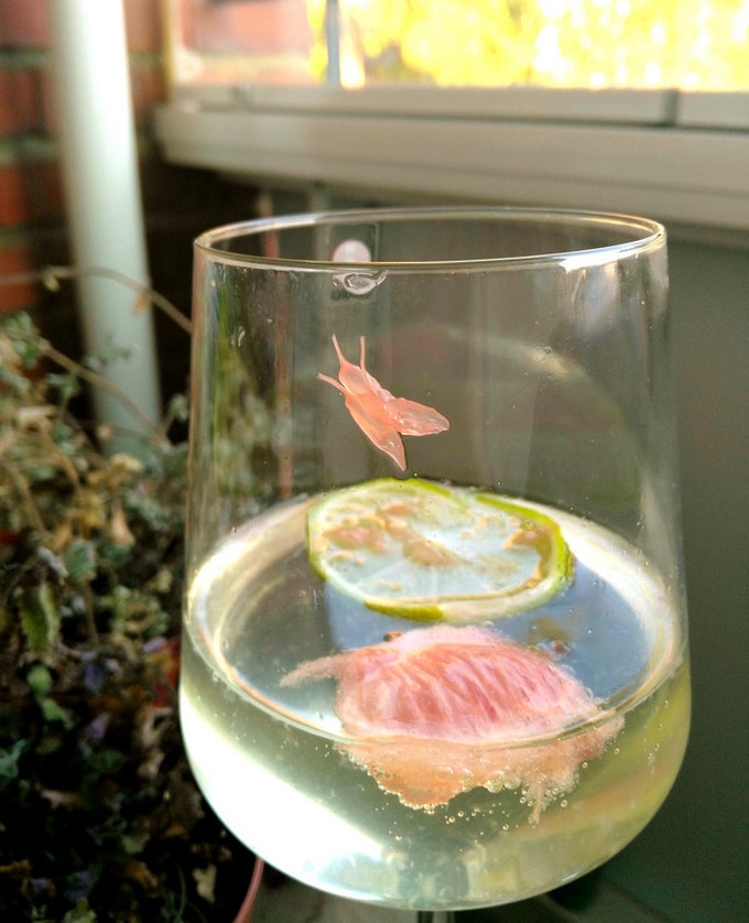 15 coisas que dominaram a arte de ninja da camuflagem 10