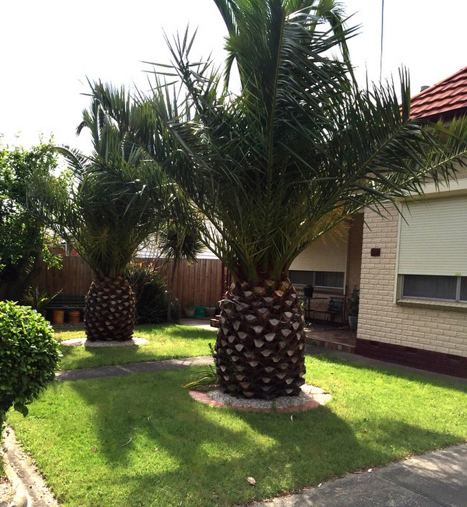 15 coisas que dominaram a arte de ninja da camuflagem 13