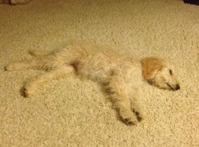 15 coisas que dominaram a arte de ninja da camuflagem 15