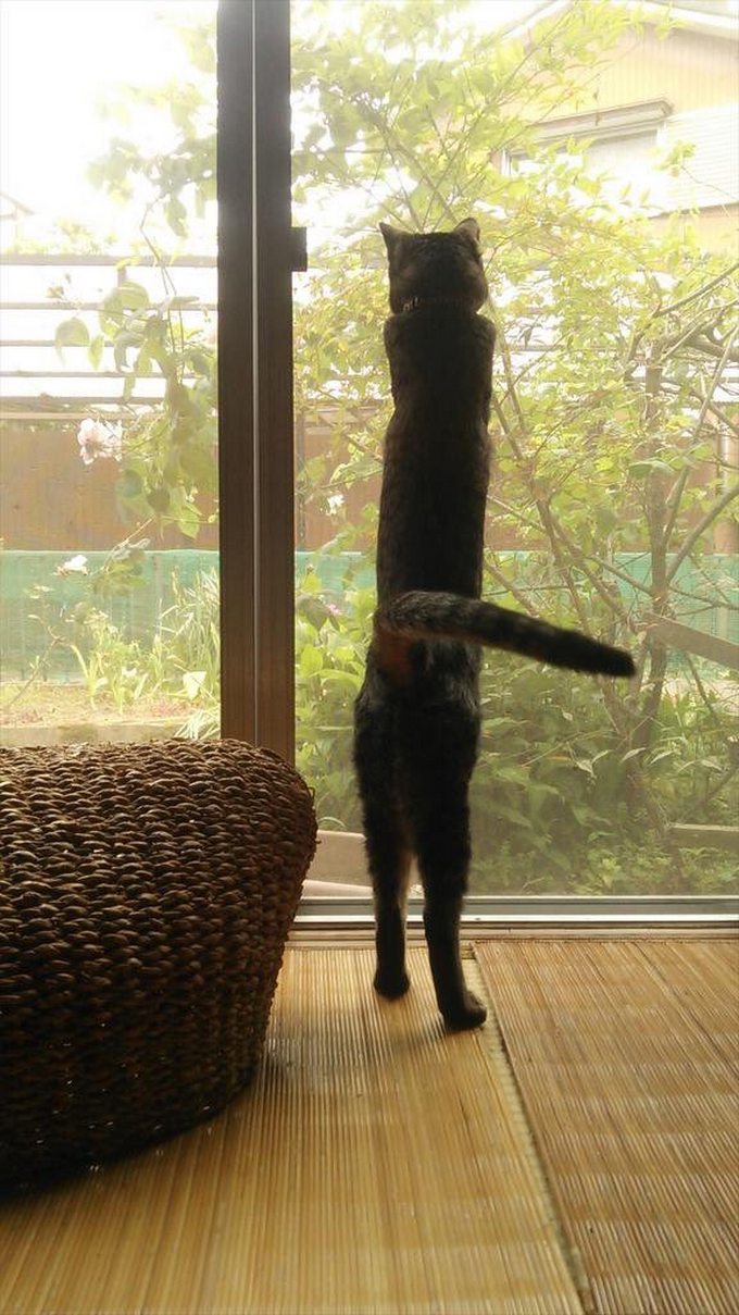 30 fotos de gatos esticando que é divertido 5