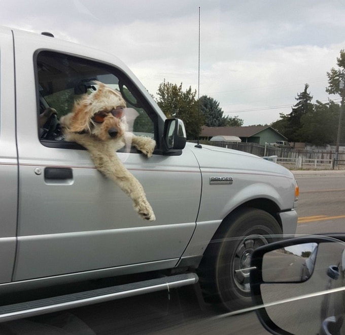 14 fotos divertidas que mostram que os animais de estimação nasceram para desfrutar da vida 10