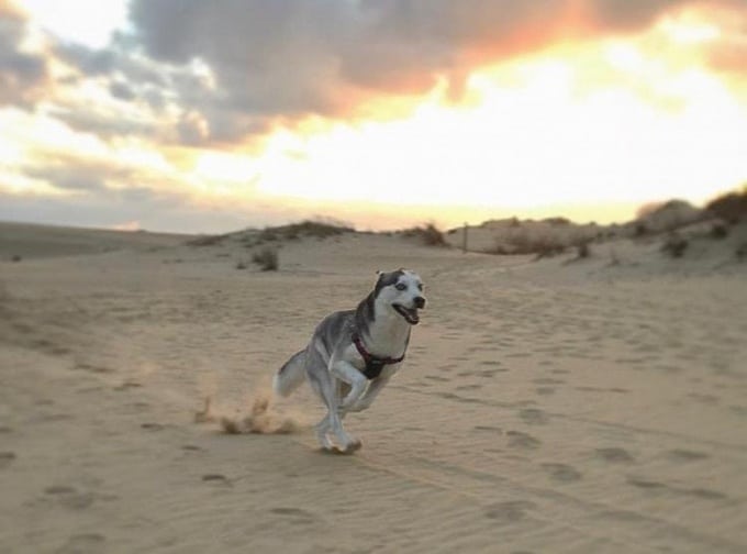 22 fotos que foram tiradas no momento perfeito 6