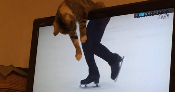 22 fotos que foram tiradas no momento perfeito 7