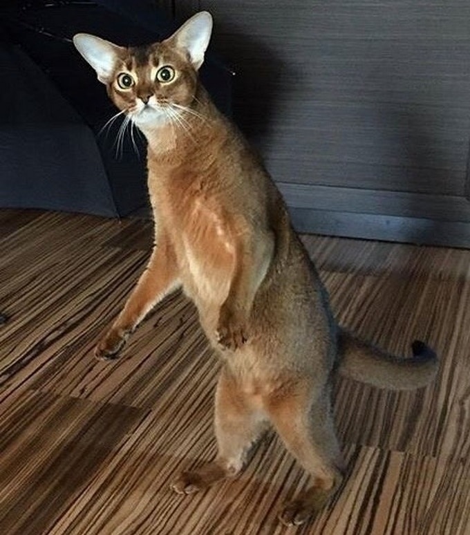 23 fotos loucas que deixam você pensando: O que está acontecendo aqui? 9