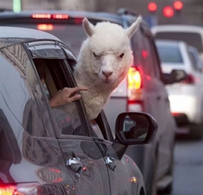 24 fotos que precisamos de um tempo para fazer sentido 11