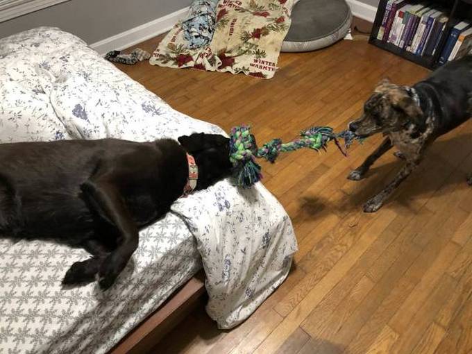 Preguiça é um animal de espírito para essas pessoas (31 fotos) 11