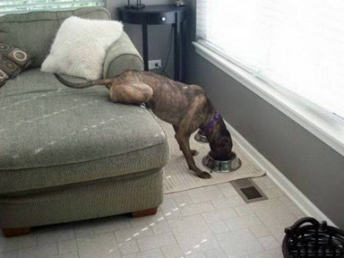 Preguiça é um animal de espírito para essas pessoas (31 fotos) 21