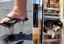 Quando o calor está demais (23 fotos) 18