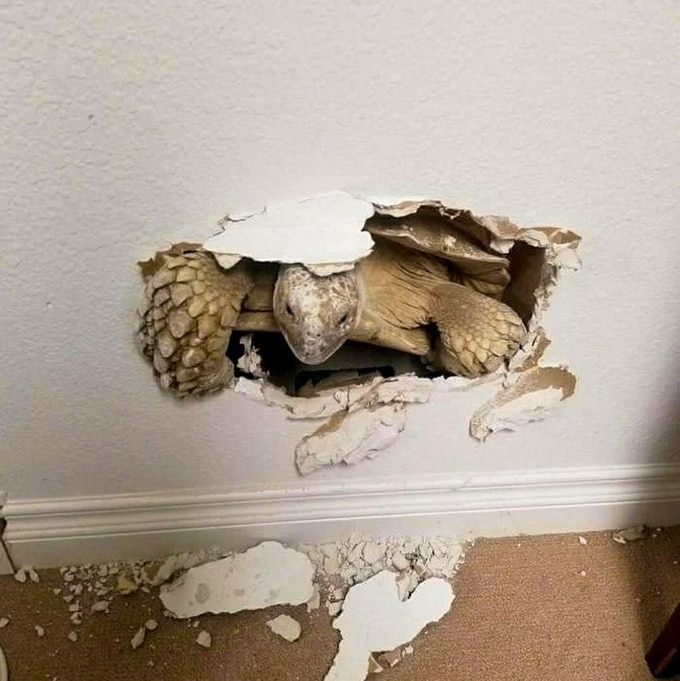 18 vezes que você tem que usar toda a sua imaginação para explicar as fotos 13