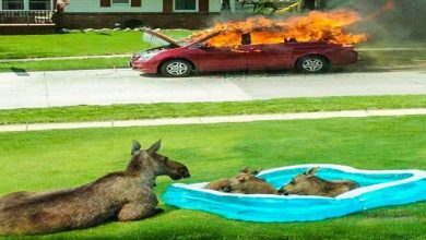 18 vezes que você tem que usar toda a sua imaginação para explicar as fotos 15