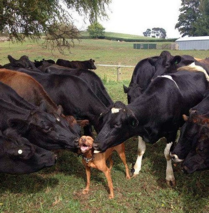 20 animais que parecem extremamente felizes 8