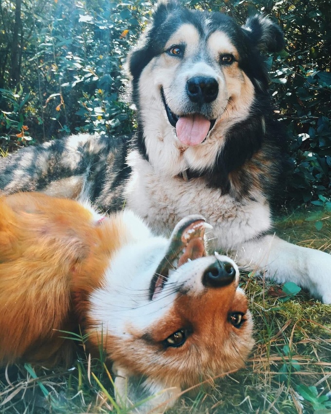 20 animais que parecem extremamente felizes 13