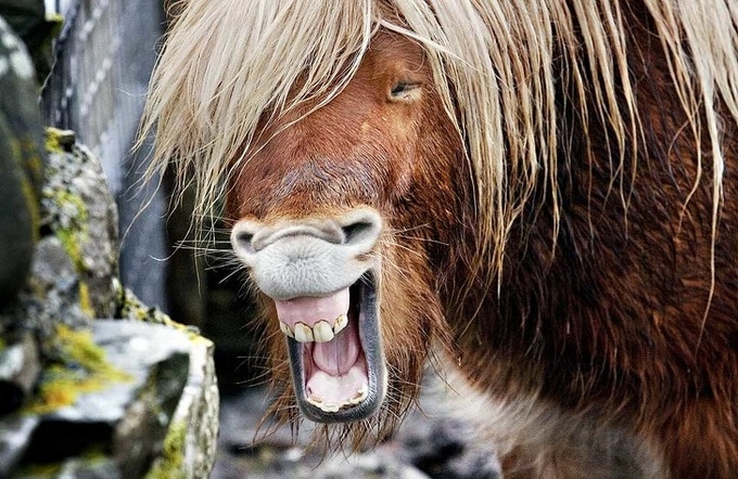 20 animais que parecem extremamente felizes 15