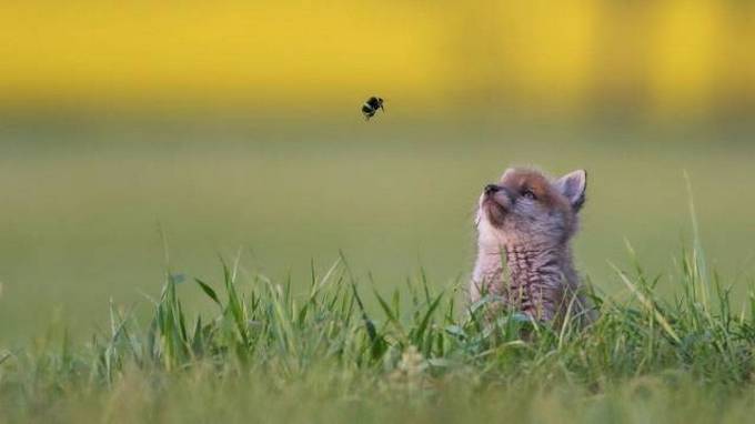 Bons exemplos quando uma imagem diz mais que mil palavras (30 fotos) 1