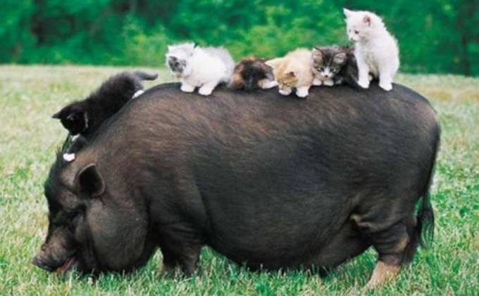 Bons exemplos quando uma imagem diz mais que mil palavras (30 fotos) 14