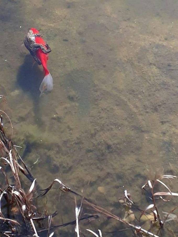 Bons exemplos quando uma imagem diz mais que mil palavras (30 fotos) 18